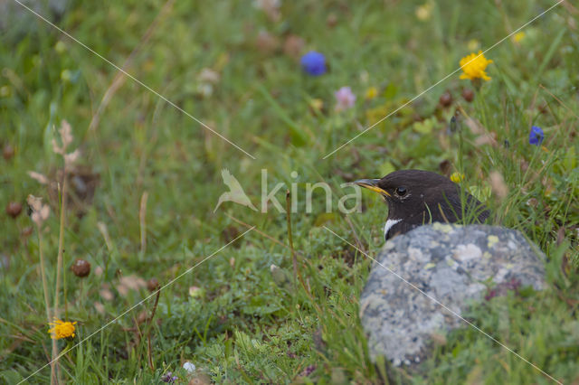 Beflijster (Turdus torquatus)