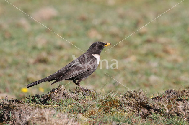 Beflijster (Turdus torquatus)