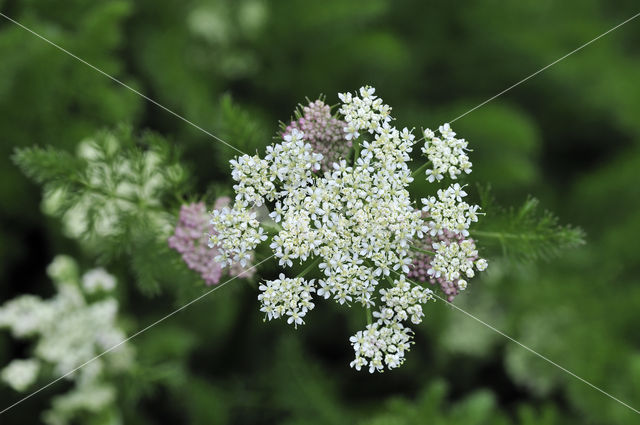 Bergvenkel (Meum athamanticum)