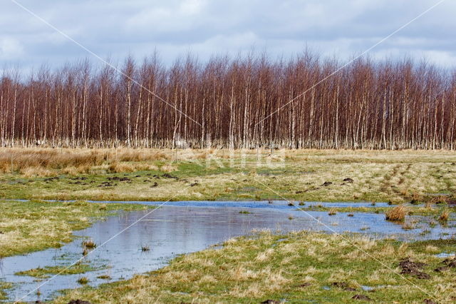 Berk (Betula)