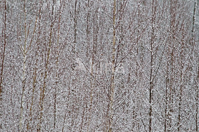 Berk (Betula)