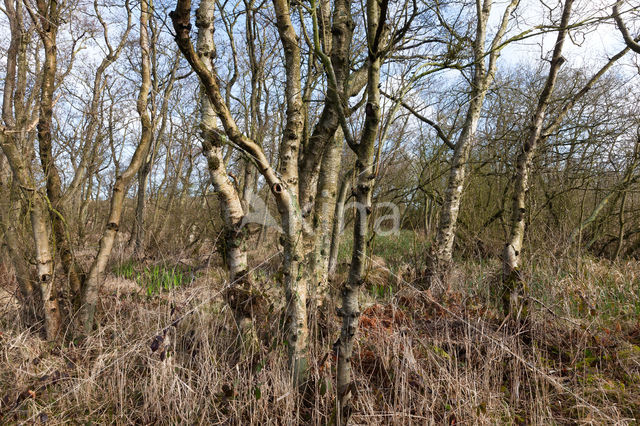 Berk (Betula)