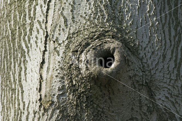 Beuk (Fagus sylvatica)