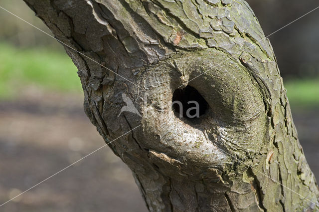 Beech (Fagus sylvatica)