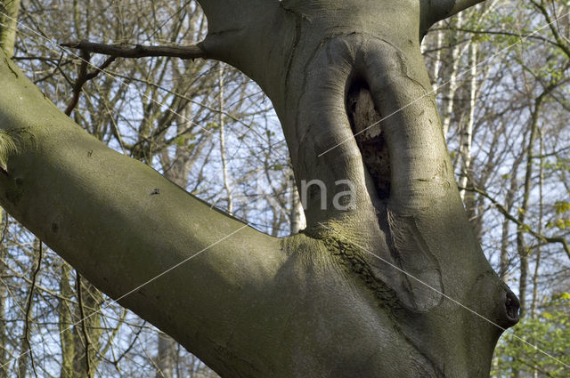 Beech (Fagus sylvatica)