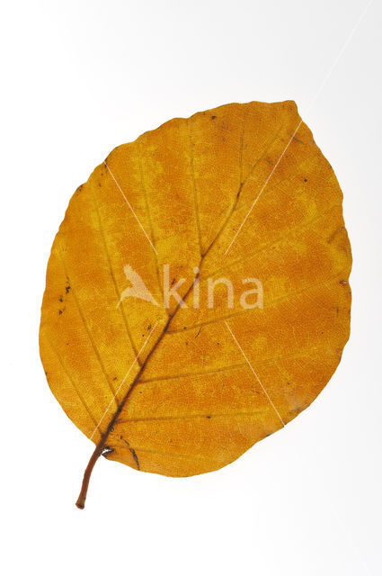 Beuk (Fagus sylvatica)