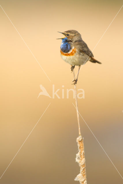 Blauwborst (Luscinia svecica)