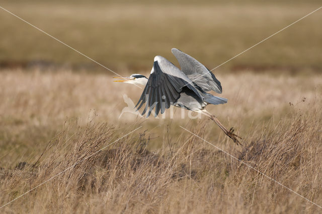 Blauwe Reiger (Ardea cinerea)