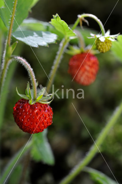 Bosaardbei (Fragaria vesca)