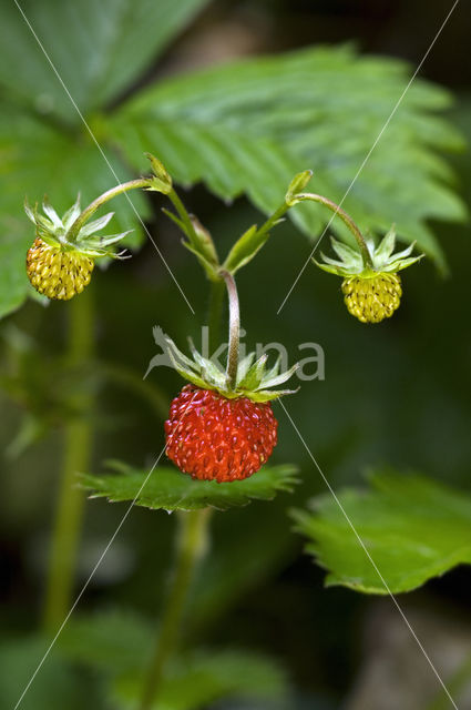 Bosaardbei (Fragaria vesca)