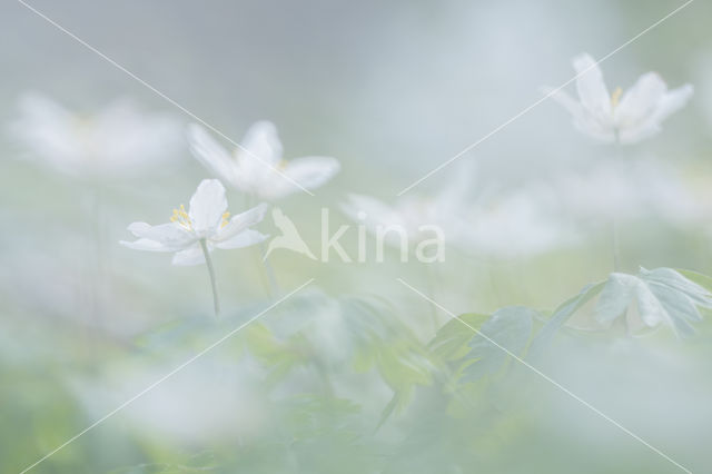 Bosanemoon (Anemone nemorosa)