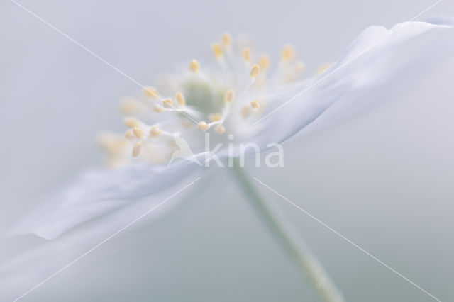 Bosanemoon (Anemone nemorosa)