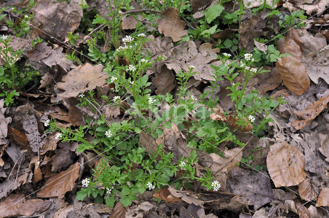 Bosveldkers (Cardamine flexuosa)