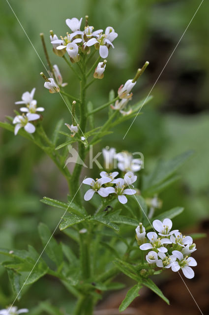 Bosveldkers (Cardamine flexuosa)