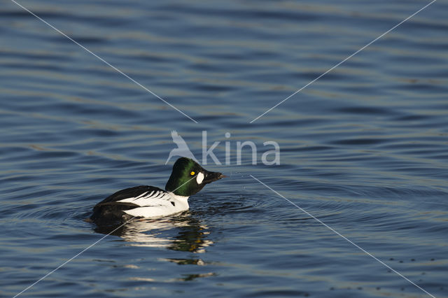 Common Goldeneye (Bucephala clangula)