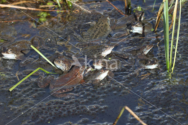 Bruine kikker (Rana temporaria)