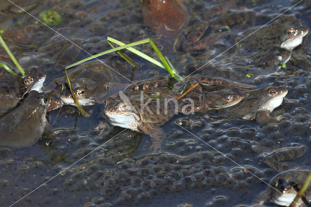 Bruine kikker (Rana temporaria)