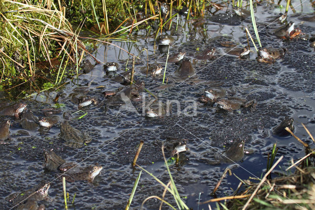 Common Frog (Rana temporaria)