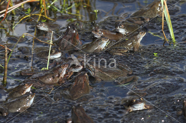 Bruine kikker (Rana temporaria)