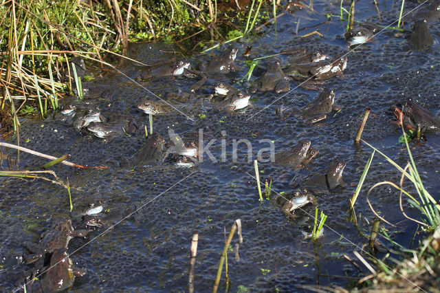 Bruine kikker (Rana temporaria)