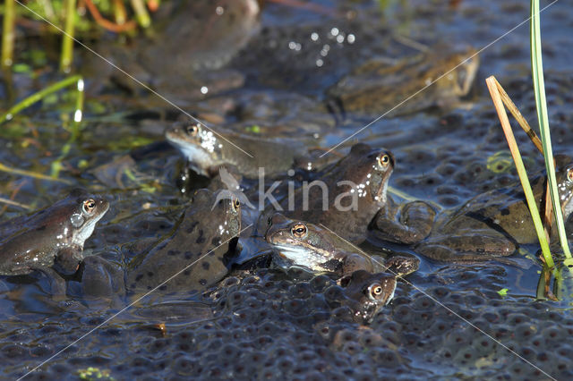 Common Frog (Rana temporaria)