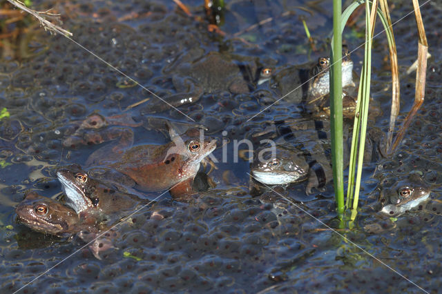 Bruine kikker (Rana temporaria)