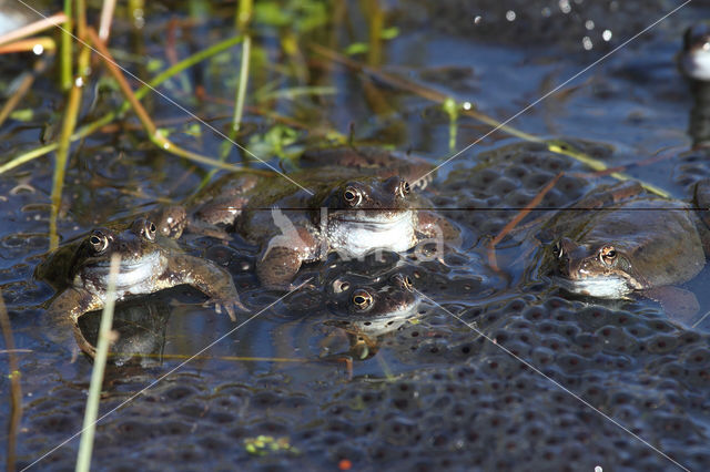 Bruine kikker (Rana temporaria)