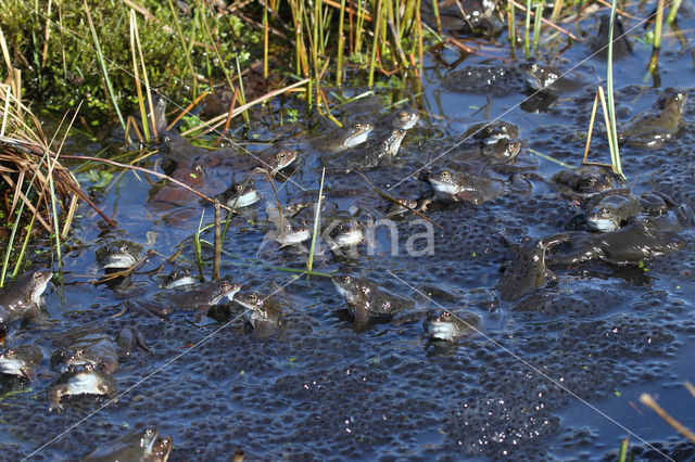 Bruine kikker (Rana temporaria)