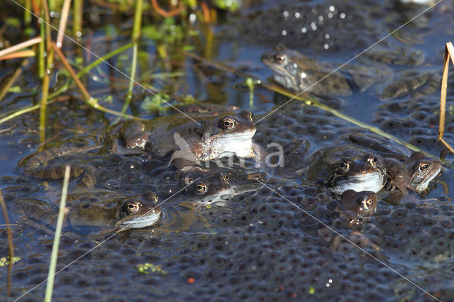 Bruine kikker (Rana temporaria)