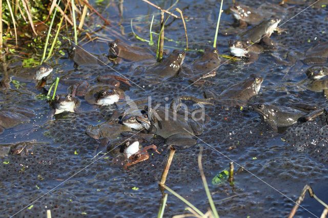 Bruine kikker (Rana temporaria)