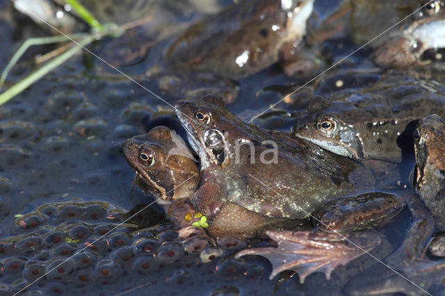 Bruine kikker (Rana temporaria)