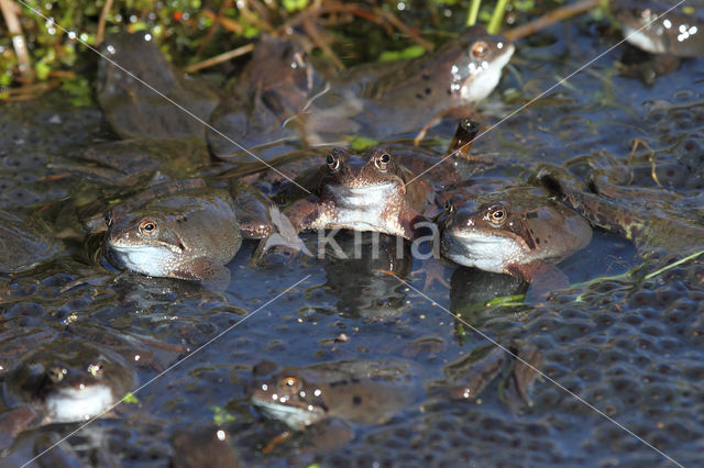 Bruine kikker (Rana temporaria)