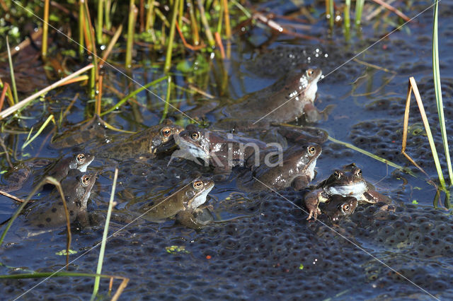 Bruine kikker (Rana temporaria)