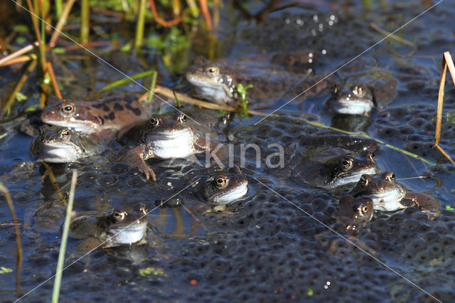 Bruine kikker (Rana temporaria)