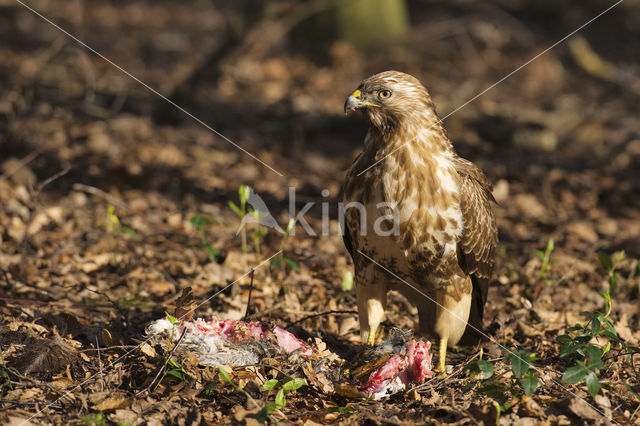 Buizerd (Buteo buteo)