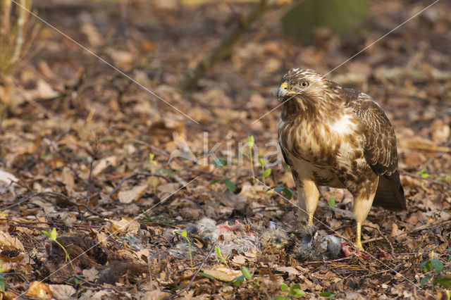 Buizerd (Buteo buteo)