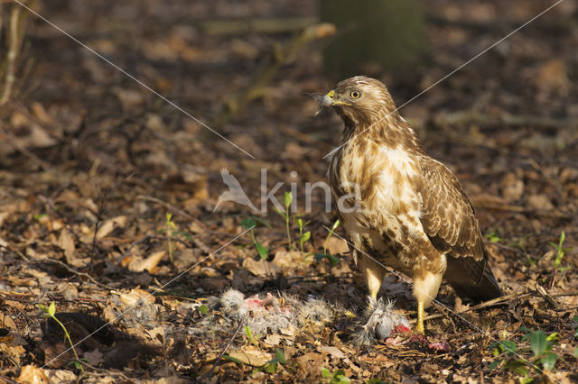 Buizerd (Buteo buteo)