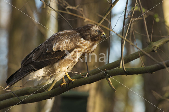 Common Buzzard (Buteo buteo)