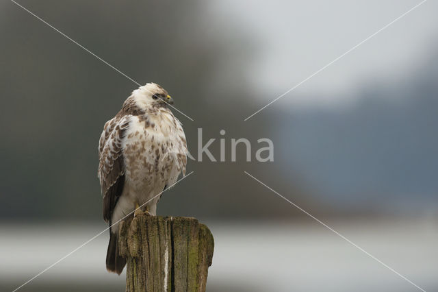 Buizerd (Buteo buteo)