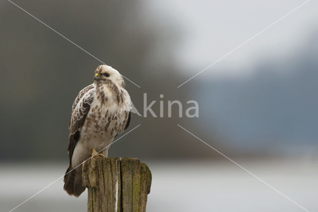 Buizerd (Buteo buteo)