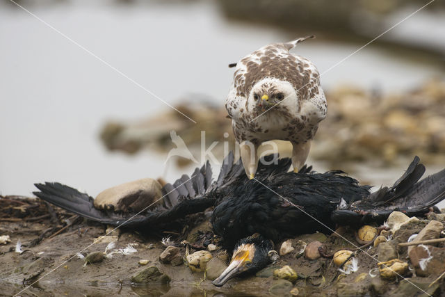 Buizerd (Buteo buteo)