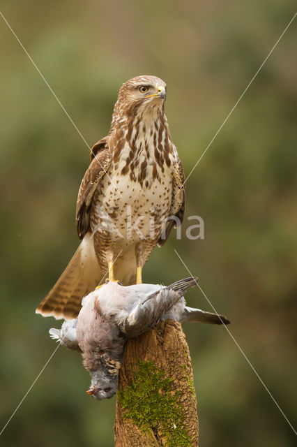 Buizerd (Buteo buteo)