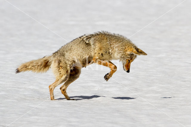 Coyote (Canis latrans)