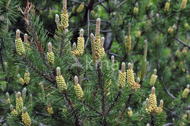 Den (Pinus rotundata)