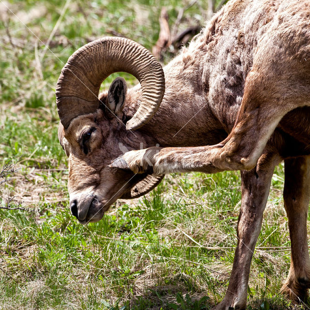 Dikhoornschaap (Ovis canadensis)