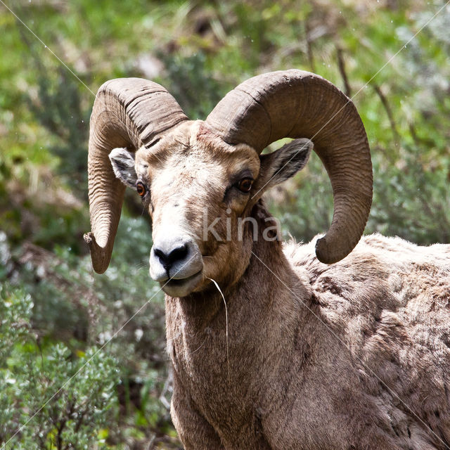 Dikhoornschaap (Ovis canadensis)