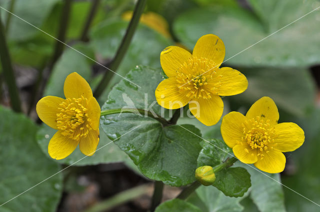 Dotterbloem (Caltha palustris)