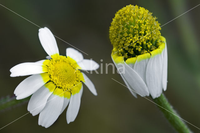 Echte Kamille (Matricaria chamomilla)