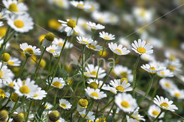 Echte kamille (Matricaria recutita)