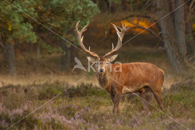 Edelhert (Cervus elaphus)